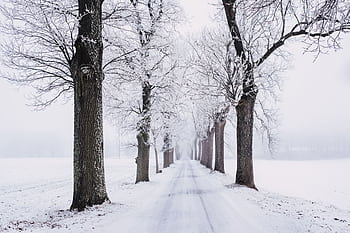 A tranquil winter scene of a snow-covered pathway flanked by frosty trees in a serene forest. HD wallpaper