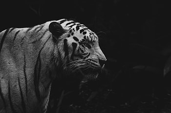Animals, Predator, Wildlife, Bw, Chb, Tiger, Animal HD wallpaper