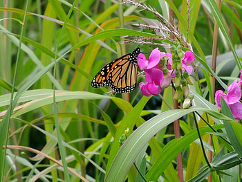 Butterflies Delight, Butterfly, graphy, Leaves, Monarch, Flowers HD wallpaper