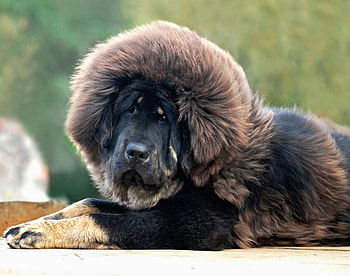 Animals, Dog, Sight, Opinion, Wool, Mastiff HD wallpaper