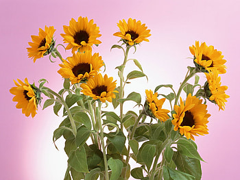 Beautiful flowers, pink, pretty, sunflower, flower HD wallpaper