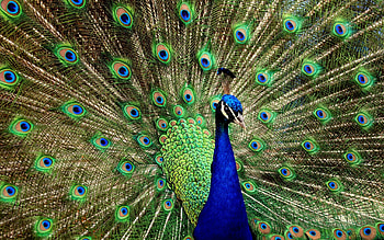 Indian, Peacocks HD wallpaper