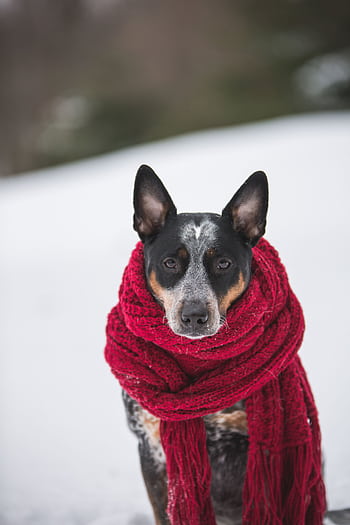 Charming Australian Cattle Dog in a red scarf against a snowy backdrop, expressing winter coziness. HD phone wallpaper