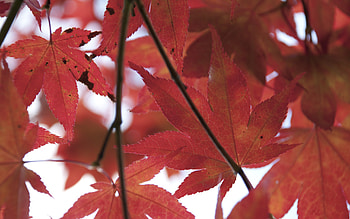 Fall, red, trees, colors, nature, leafs HD wallpaper