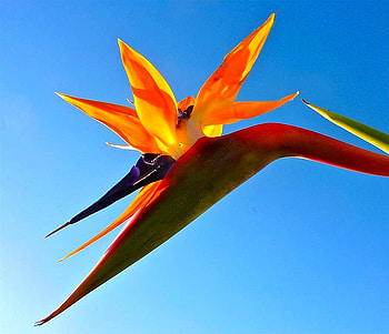 Beautiful Flower, beautiful, , flower HD wallpaper