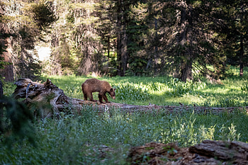 Animals, Forest, Bear, Predator, Brown Bear HD wallpaper