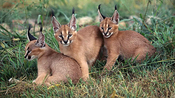 Animals, Grass, Young, To Lie Down, Lie, Cubs, Caracals HD wallpaper