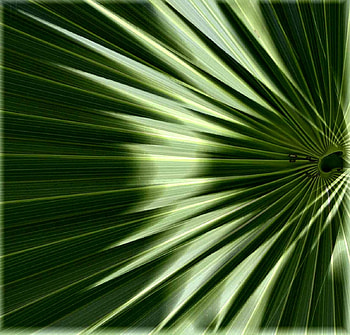 Fantasy Green leaf for my dear friend Cinzia, color, fantasy, green, leaf, gift HD wallpaper
