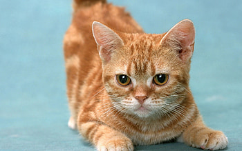Animals, Kitty, Kitten, Striped, Sweetheart, Nice, Playful HD wallpaper
