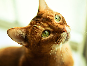 Green eyes, animal, tender, kitten, cat, feline HD wallpaper