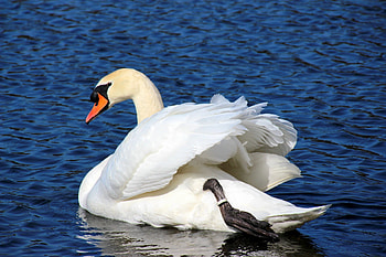 SWAN, Water, Wings, Waves, Feathers HD wallpaper
