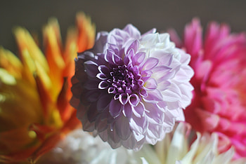Flowers, Petals, Bud, Dahlia HD wallpaper