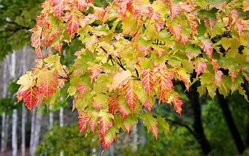 Plants, Trees, Autumn, Leaves HD wallpaper