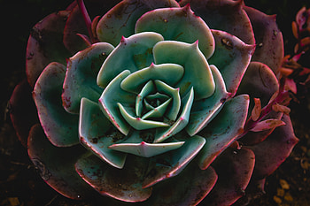 Plant, Macro, Succulent, Echeveria, Ekheveria HD wallpaper