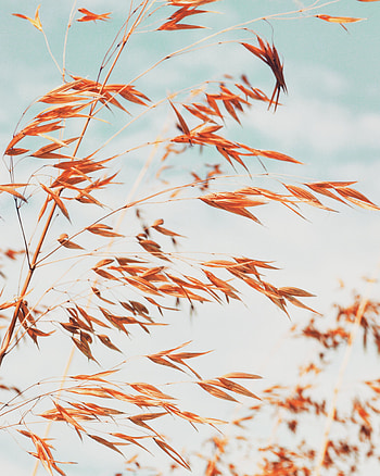 Grass, Cones, Plant, Macro, Spikelets HD phone wallpaper
