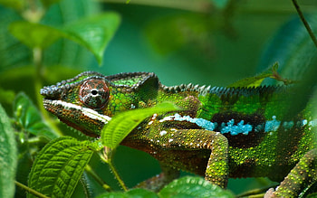 Animals, Bright, Color, Reptile, Chameleon HD wallpaper