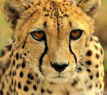 PORTRAIT OF A CHEETAH, africa, wildlife, animals, cats, cheetah, predator, savannah HD wallpaper