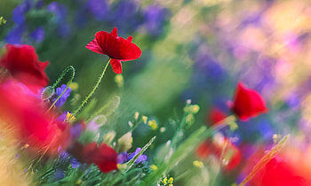 Poppies, Flowers, Nature, Summer, Garden HD wallpaper