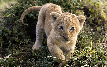 Animals, Cheetah, Young, Muzzle, Predator, Joey HD wallpaper