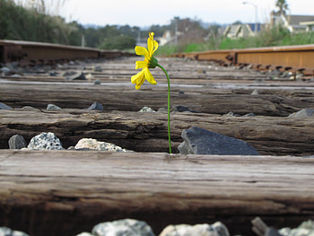 A Lone Flower, yellow, flower, tracks, train, rocks HD wallpaper
