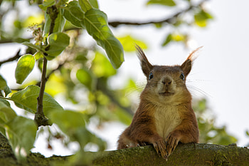 Animals, Squirrel, Sit, Muzzle, Cool HD wallpaper