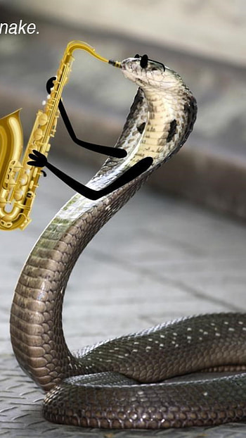 Idk, meme, musical instrument, snake HD phone wallpaper
