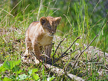 Animals, Grass, Young, Lion, Sight, Opinion, Joey HD wallpaper