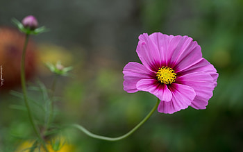 Cosmos Flower, pink, nature, flower HD wallpaper