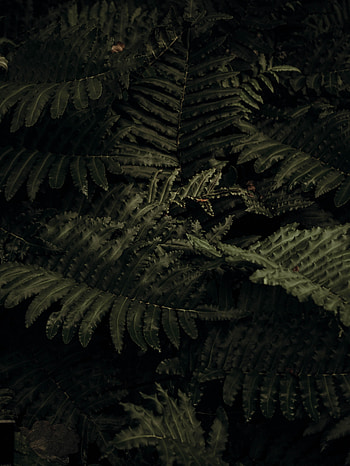 Leaves, Plant, Macro, Fern, Close-Up HD phone wallpaper