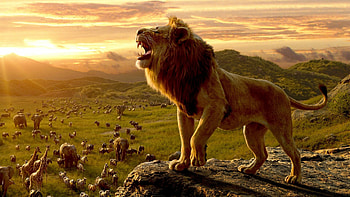 The Lion King, King of the jungle, Simba , Background HD wallpaper