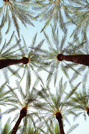 Nature, Leaves, Palms, Bottom View HD phone wallpaper