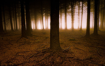 the roots tree fog forest haze branches creepy dark land HD wallpaper