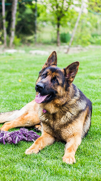 German Shepherd Dog, German Shepherd, Dog HD phone wallpaper