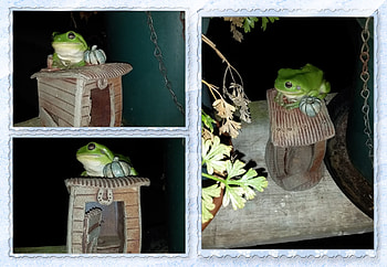 FROG COLLAGE, NATURE, FROG, COLLAGE HD wallpaper