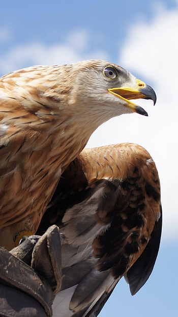Intense Golden Eagle Stare, Unwavering Focus, Piercing Eyes, Predatory Gaze HD phone wallpaper