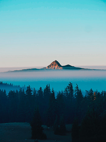 Landscape, Nature, Trees, Mountain, Vertex, Top, Fog HD phone wallpaper
