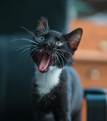 Close-up of a cute black kitten with its tongue out, showcasing its playful and curious nature. HD phone wallpaper