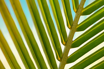 Nature, Close-Up, Palm, Sheet, Leaf, Branch HD wallpaper