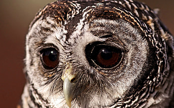 Animals, Owl, Bird, Eyes, Tawny Owl, Sad Look HD wallpaper