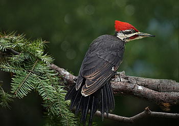 Pileated woodpecker, Holden forests, Gardens encounter, Majestic bird HD wallpaper