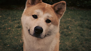 Animals, Grass, Dog, Muzzle, Sight, Opinion, Akita Inu, Hachiko HD wallpaper
