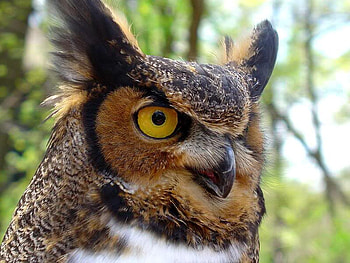 I Have My Eye On You, night, hoot, bird, owl HD wallpaper