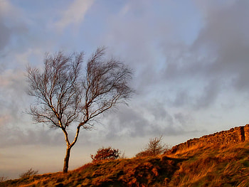 Tree Beacon Hill, barren, stark, brush, nature, lonely, tree HD wallpaper