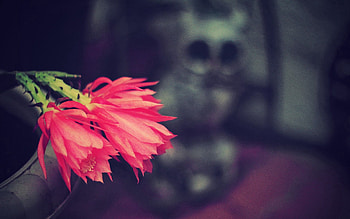 Flower, Plant, Macro, Petal HD wallpaper