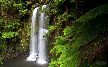 Beauchamp Falls Otway Forest Victoria, Forest, Victoria, Beachamp, Falls, Otway HD wallpaper