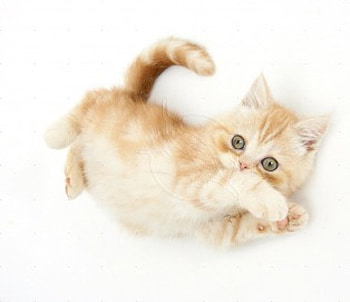 Ginger kitten rolling playfully, cats, playfully, kitten, animals HD wallpaper
