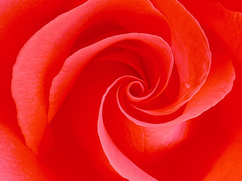 Plants, Flowers, Background, Roses HD wallpaper
