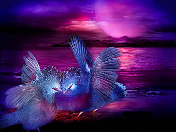 At midnight, night, sea, birds, midnight, beach, night birds, purple, reflection, clouds, sky, water, sunset HD wallpaper