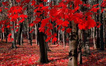 Japanese maple tree, Gorgeous , Artistic backgrounds, quality HD wallpaper