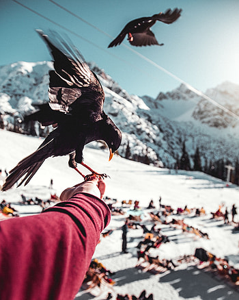 Animals, Mountains, Hand, Bird, Blur, Smooth, Raven HD phone wallpaper